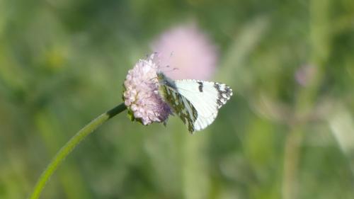 Réf. 334 178 : Euchloe crameri